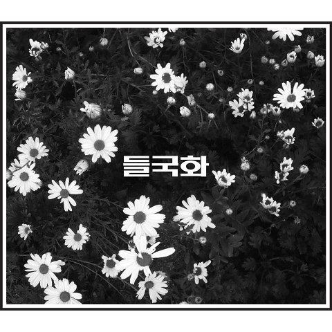 들국화 걷고 걷고 앨범 사진